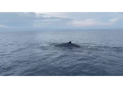 2020–11-10 9年首次西米兰海域惊现大村鲸群